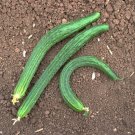 20 Ribbed Suyo Long Cucumber Cucumis Seeds