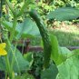 20 Ribbed Suyo Long Cucumber Cucumis Seeds