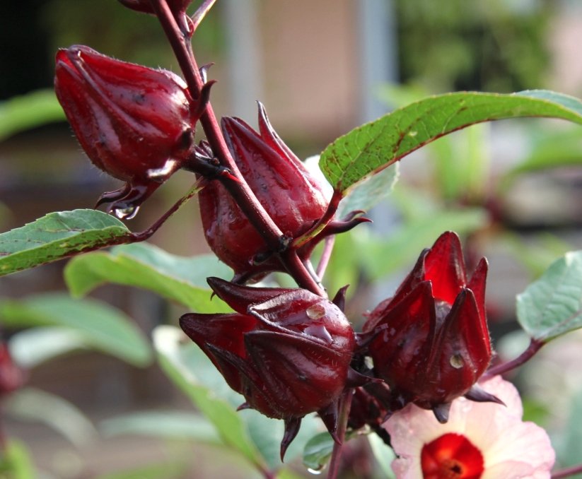 10 Jamaica Sorrel Roselle Hibiscus Seeds