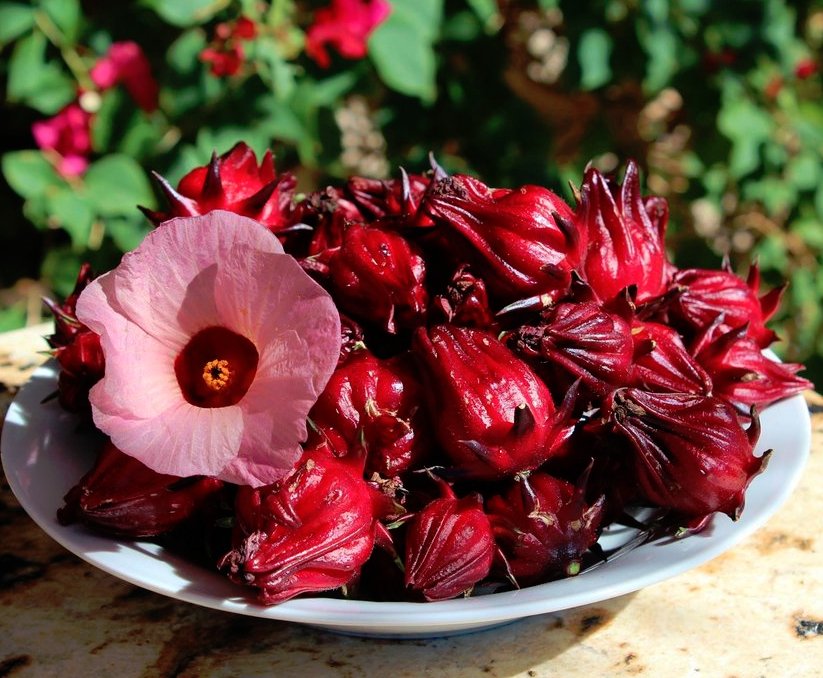 10 Jamaica Sorrel Roselle Hibiscus Seeds.