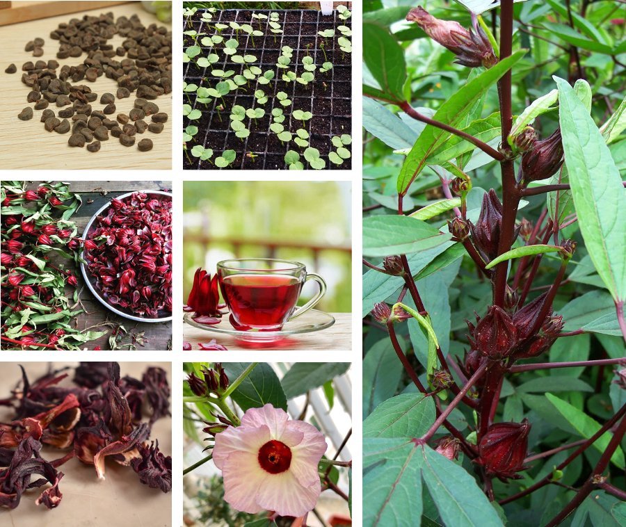 10 Jamaica Sorrel Roselle Hibiscus Seeds