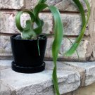 20 Pregnant Onion Miniature Succulent Albuca Seeds