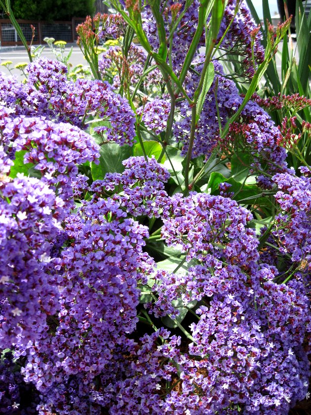 20 Purple Sea Lavender Perez's Limonium Seeds