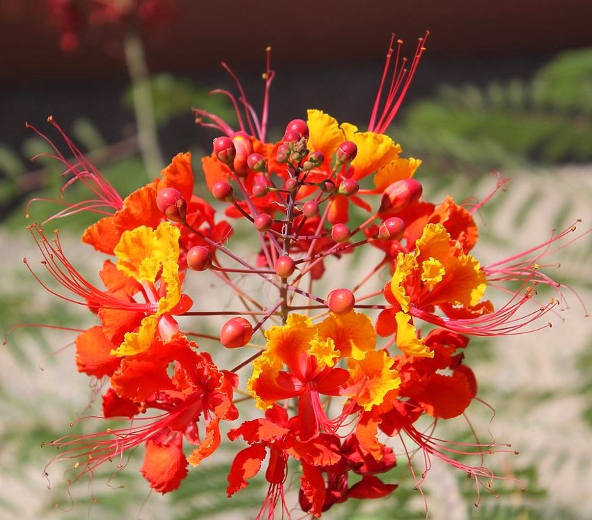 8 Red Mexican Bird of Paradise Caesalpinia Seeds