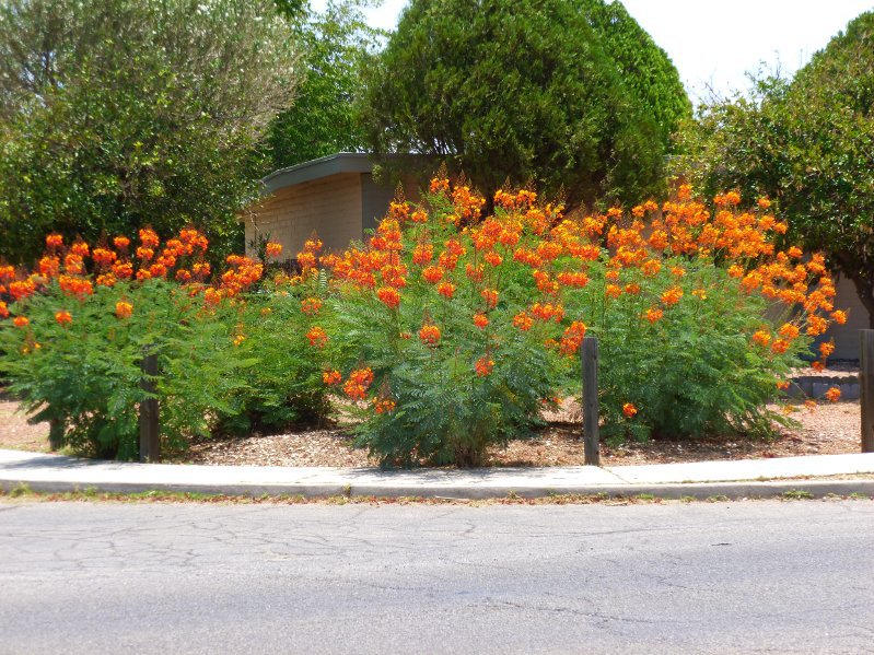 8 Red Mexican Bird of Paradise Caesalpinia Seeds