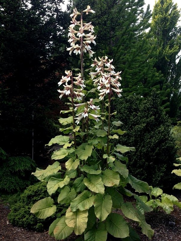 8 Giant Himalayan Tree Lily Cardiocrinum Seeds