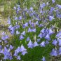 100 True Wild Blue Harebell Campanula Seeds