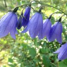 100 True Wild Blue Harebell Campanula Seeds 100 True Wild Blue Harebell Campanula Seeds