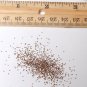 100 True Wild Blue Harebell Campanula Seeds
