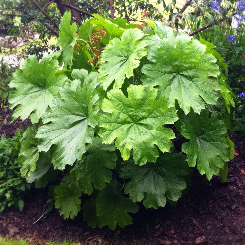 50 Umbrella Plant Darmera peltata Seeds