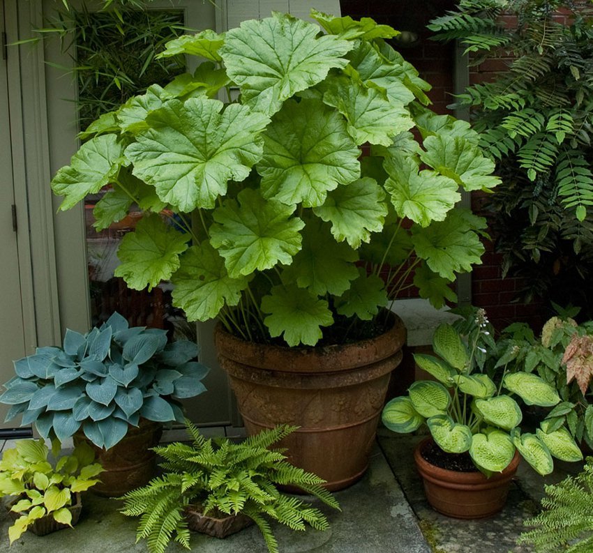 50 Umbrella Plant Darmera peltata Seeds