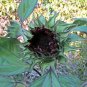 20 Maroon Red Sunflower Seeds