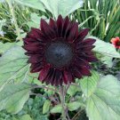 20 Maroon Red Sunflower Seeds 20 Maroon Red Sunflower Seeds