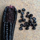 50 or 120 Peruvian Purple Black Morado Heirloom Corn Seeds