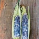 30 Native Heirloom Blue Jade Corn Seeds
