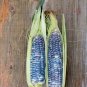 30 Native Heirloom Blue Jade Corn Seeds
