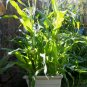 30 Native Heirloom Blue Jade Corn Seeds
