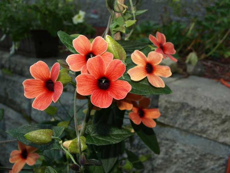 10 BlackEyed Susan Vine African Sunset Thunbergia Seeds
