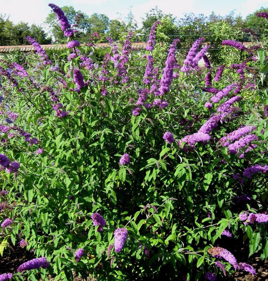 100 Purple Buddleia Butterfly Bush Buddleja Seeds