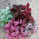 20 Polka Dot Plant Hypoestes Mix Seeds
