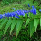 30 Hardy Blue Willow Gentian Shrub Gentiana Seeds 30 Hardy Blue Willow Gentian Shrub Gentiana Seeds