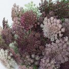 40 Chocolate Lace Flower Dara Carota Seeds 40 Chocolate Lace Flower Dara Carota Seeds