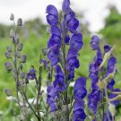 25 True Blue Monks Hood Aconitum Seeds 25 True Blue Monks Hood Aconitum Seeds