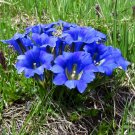 40 Wild True Blue Trumpet Gentian Gentiana Seeds 40 Wild True Blue Trumpet Gentian Gentiana Seeds