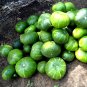 8 Zapallito de Tronco Zapallo Summer Squash Seeds