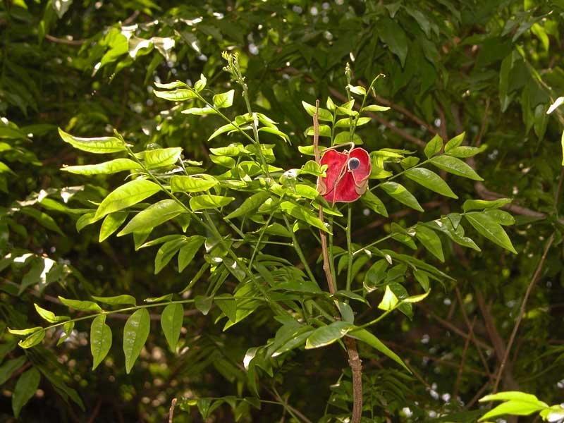 8 Pearl of Zanzibar Mgambo Majidea Seeds