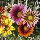 25 Gazania Flower Mix Seeds