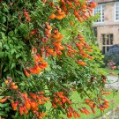 25 Glory Flower Vine Eccremocarpus Seeds 25 Glory Flower Vine Eccremocarpus Seeds