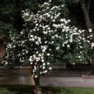 15 Wild Starry White Gardenia Thunbergia Seeds 15 Wild Starry White Gardenia Thunbergia Seeds