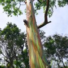 30 Rainbow Eucalyptus Mindanao Seeds