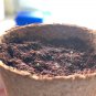 30 Rainbow Eucalyptus Mindanao Seeds
