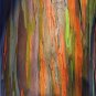 30 Rainbow Eucalyptus Mindanao Seeds