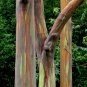 30 Rainbow Eucalyptus Mindanao Seeds