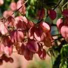 10 Golden Rain Tree Koelreuteria Seeds 10 Golden Rain Tree Koelreuteria Seeds