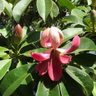 20 Red Lotus Tree Manglietia Seeds 20 Red Lotus Tree Manglietia Seeds