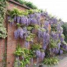 5 Lilac Blue Wisteria Vine Seeds