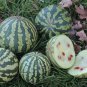 15 Heirloom Citron Melon Pickling Melon Citrullus Seeds