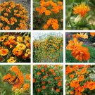 Orange Shades Monochromatic Flower Seed Collection Orange Shades Monochromatic Flower Seed Collection