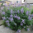 20 Blue Chaste Shrub Vitex Seeds 20 Blue Chaste Shrub Vitex Seeds