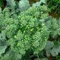 50 Tropical Piracicaba Broccoli Brassica Seeds