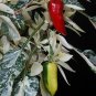 20 Heirloom Variegated Fish Chili Pepper Seeds