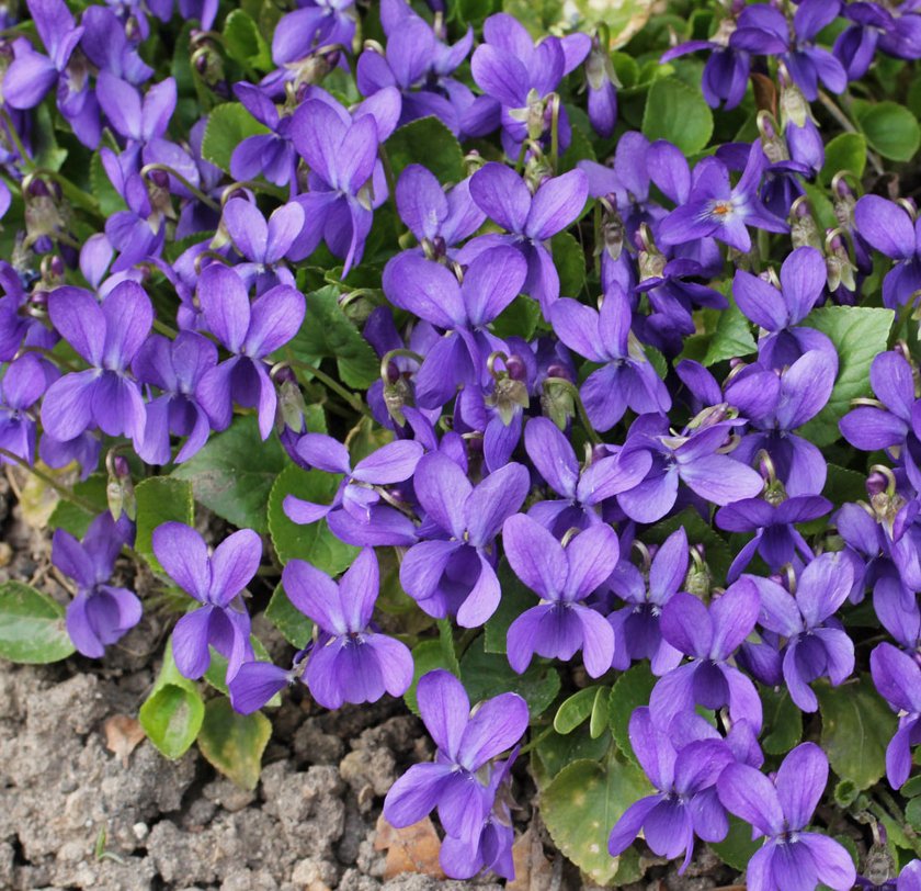 30 Native Wild Sweet Violet Viola Seeds