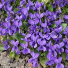 30 Native Wild Sweet Violet Viola Seeds 30 Native Wild Sweet Violet Viola Seeds
