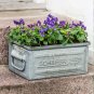 30 Native Wild Sweet Violet Viola Seeds