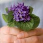 30 Native Wild Sweet Violet Viola Seeds