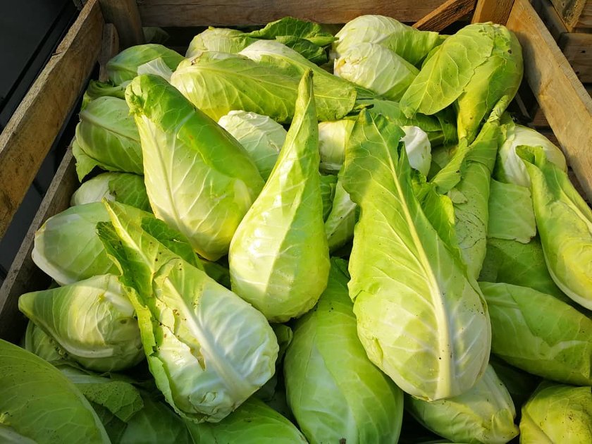 40 German Heirloom Giant Filderkraut Cabbage Brassica Seeds